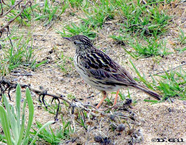 CACHIRLA UÑA LARGA (Anthus correndera) - Piedras del Chileno- MALDONADO (Enero 2010)